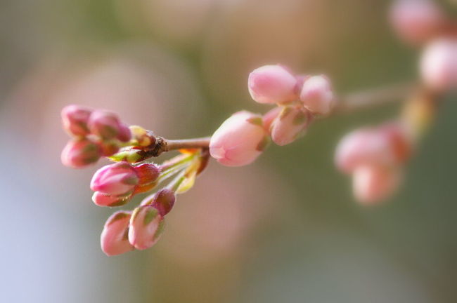 今年はこの寒さで桜の開花が遅れています。<br />昨年はもう満開になっていた御苑の糸桜ですが、今年もそろそろ開花し始めているはずと思い<br />暇を持て余していた次女と京都御苑へお散歩に行って来ました～<br /><br />今日は御苑の一番北側の今出川御門から入り近衛邸跡から南へ歩きました。<br />近衛邸跡～桃林・梅林～出水の小川～堺町御門<br /><br />昨年の旅記<br />京都御苑は百花繚乱そして天皇皇后両殿下にも…<br />http://4travel.jp/traveler/masamana-jyugon/album/10442327/#<br /><br />御苑案内図<br />http://www.env.go.jp/garden/kyotogyoen/2_guide/map.html