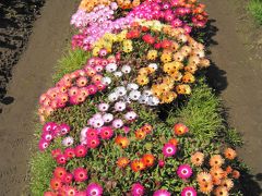 南房総千倉 花畑のおさんぽ