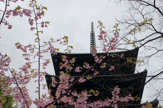 京都に来たのは良いですが、無計画に出て来たんで、お目当ては特に無し。あまり遠出はせずに、市バスの一日乗車券を購入して、202番のバスで回ってみようかな。<br /><br />まずは、東寺に行ってみましょ。立派な五重塔は、遠くからよく見かけるのですが、境内には入った事なかったかも？一度、五重塔を間近で見てみるのも良かろうかな。<br /><br />んで、行ってみると、すごい人だかり。月に一回の弘法市に遭遇したみたいね。さらに、五重塔、金堂、講堂の内部特別参観の最終日らしいです。運が良いのか悪いのか…