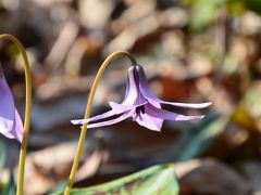 佐野みかも山万葉自然公園　カタクリの里