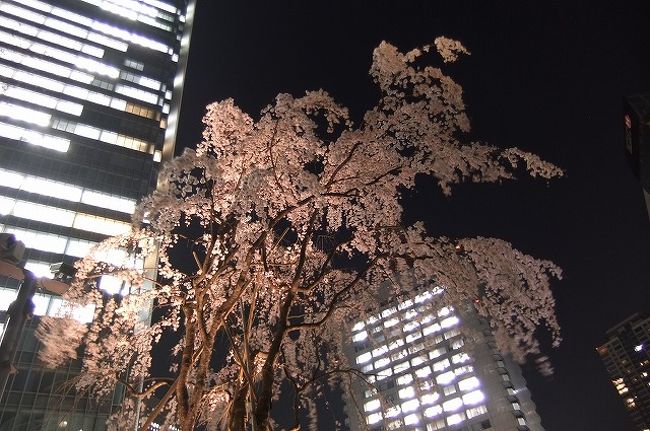 TVで桜がいい感じで咲いたというので出かけてみました<br /><br />福島県三春町の「滝桜」の子孫樹だそうです<br />（これのアップは届かなかった）<br /><br />いい感じで咲き誇っていたのはこれ1本でした<br />いろいろな方面からいろいろモードを変えて撮ってみました<br /><br />この他で咲いていたのは寒緋桜（終わりに近い）、アーコレード（咲き始め）と2種類です<br /><br />できれば昼も夜もという感じで見たかったのですが仕事が終わってから出かけたので夜桜だけです<br /><br /><br />