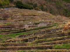 瀬戸内海-2　小豆島*中山千枚田の見事な景観　☆椿寒桜の咲くころに