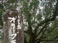 瀬戸内海-3　小豆島*オリーブ園に原木を訪ねて　☆ミモザの花咲くとき