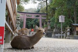 11.  奈良公園の鹿と、春日大社
