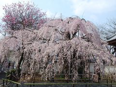 待ちに待った地蔵院の枝垂れ桜を見る