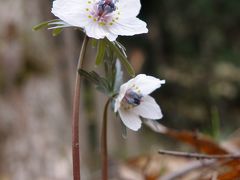 早春の花めぐり①　総領町のセツブンソウ