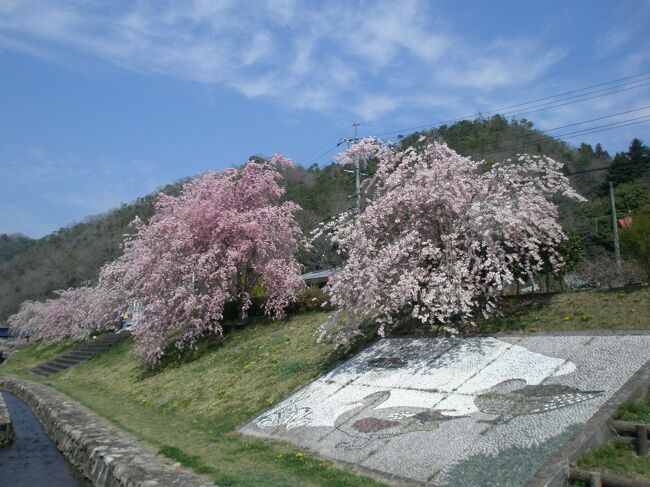宇甘川沿いに枝垂れ桜が満開でした。