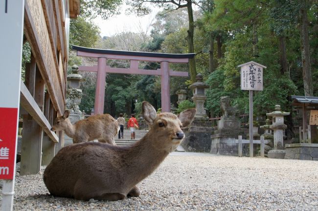 大阪へ行く途中、奈良で寄り道したかったのは、奈良公園。ちょいと鹿でも見に行こうかと。<br /><br />でも、一泊する事にしましたので、ゆっくり春日大社にも行ってみようかな。<br /><br />と言う事で、宿も延泊です。居心地も良いしね。