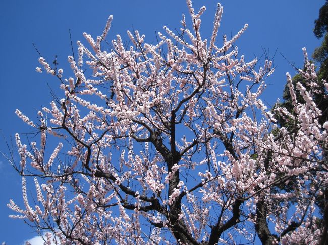 のぞみで1泊2日の強行軍。寒かった〜<br />写真は徳川園の梅です。桜はまだ。