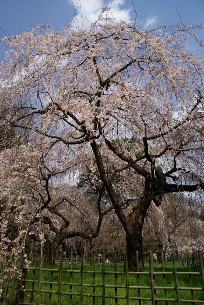 先週、糸桜を見に出かけてから丁度1週間が過ぎました。<br />昨日から暖かくなり、京都でもソメイヨシノの開花宣言も出されました。<br /><br />そろそろ7分咲きくらいにはなっていそうかと思い、出かけて来ました。<br />出水の小川の前の糸桜も近衛邸跡の糸桜もほぼ満開<br />蕾だった白木蓮は花を咲かせ、真っ白の大きな木になっていました～<br /><br />親子連れもたくさん…　懐かしい情景を見ながら桜色に包まれた一日となりました。<br /><br />