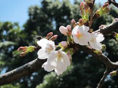 お散歩（飛鳥山周辺）