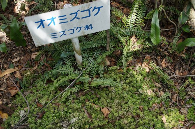 22.  新宮でめはり寿司のお昼ごはん。と、浮島の森。