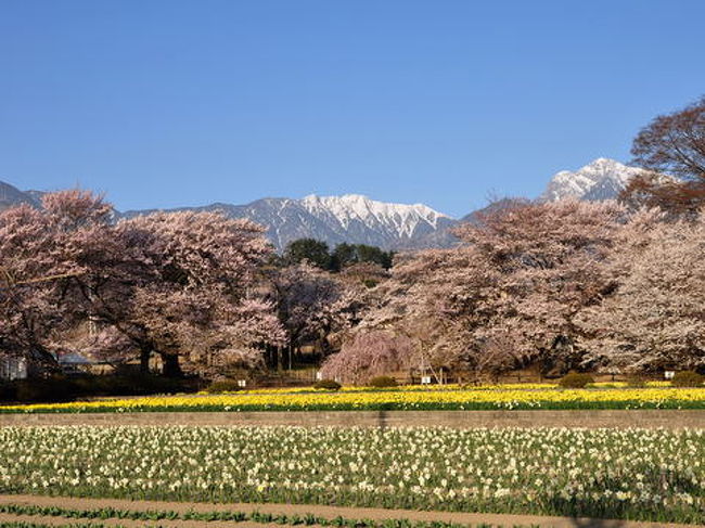 日本三大桜の一つ「山高神代桜」など、八ヶ岳南麓に春を告げる花情報をお送りします。<br /><br />お勧め！<br />◆神代桜（実相寺）樹齢２０００年、日本最古の桜です。http://park8.wakwak.com/~matsunaga/<br />◆わに塚の桜（韮崎市）雄大な桜です。http://www.nirasaki-kankou.jp/<br />◆神田大糸桜（小淵沢）ただ今療養中。出来れば行かないで。<br />◆真原の桜並木（実相寺近く）７５０ｍの桜のトンネルです。http://www.hokuto-kanko.jp/sakura/<br />◆清春美術館（長坂）付近に蕎麦の名店「翁」があります。http://www.kiyoharu-art.com/<br />◆新府城跡の桃（韮崎）まさに桃源郷。http://www.nirasaki-kankou.jp/?cat=6<br />◆おいしい学校（高根）夜桜＆イタリアンは最高♪http://www.oec-net.ne.jp/index1.html<br />◆銀の森の小糸桜（清里）移植２年目の我が家の桜http://www.silver-bush.com/<br /><br />開花情報は週一くらいでお伝えします。