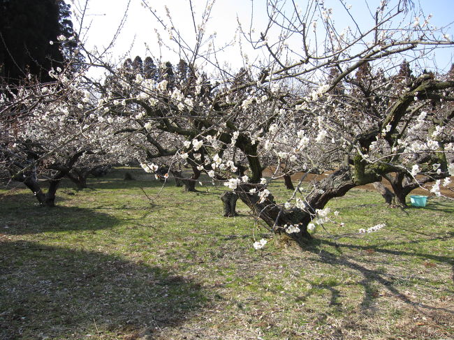 坂田城址梅林は千葉県下最大級の梅林です。ホームページによると、樹齢４０年で１０ｍ以上に及ぶ巨木が１，５００本有り、純白の花が咲いた様は圧巻と記されています。<br />２月１２日　〜　３月１３日の期間梅祭りが開催されているので、散策に出向いてきました。<br />車の場合、城址の近くの坂田池公園の周囲に駐車場が在り、梅林内にも二ヶ所在ります。<br />電車の場合、ＪＲ総武本線横芝駅から北西１．８ｋ徒歩で約２５分です。