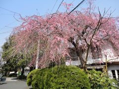 桜の様子を見がてら北白川疏水を歩いてみました
