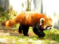 春のレッサーパンダ紀行【１】　宮崎市フェニックス自然動物園