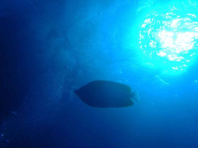 初resort diving!!<br /><br />…えっ? housingが曇った!! そんなばかなぁ~。(涙)