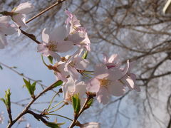 横浜散歩：桜の花を求めて