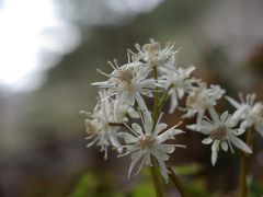 春こそ六甲、高山植物園。