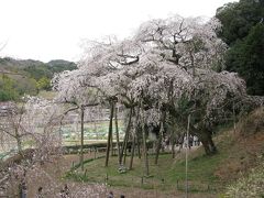 岡崎　奥山田のしだれ桜