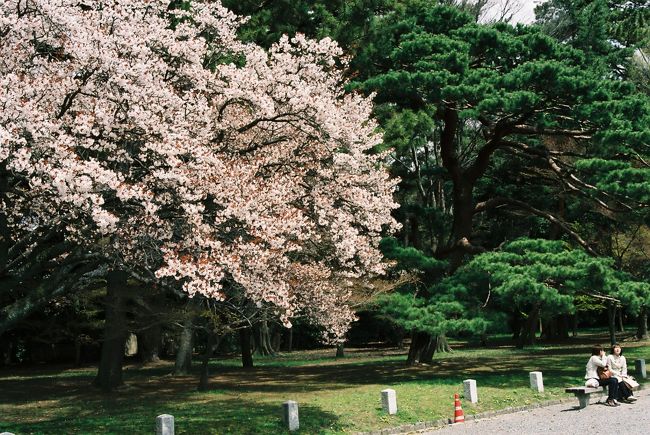 京都御苑の桜　　2007.4.5<br />松の緑が淡いピンクの桜花を引き立てます。<br />Sakura in Kyoto Gyoen,Imperial Garden <br />Green pine trees close-up soft pink of sakura.<br /><br />東京都内と地元埼玉県所沢の桜はすでに公開していますので、今回は京都の桜を紹介いたします。<br />2007年4月4日東京地方は季節外れの雪に見舞われましたが、桜の季節で京都御所が一般公開しているとのニュースを聞き、携帯で京都の天気予報をチェックし、５日に急遽出かけることにして帰宅途中で新幹線の切符を買いました。<br />さいわい天気と桜の見ごろにめぐまれ、久しぶりの京都でしたが有意義な日帰り旅行を楽しむことができました。<br />京都の地名や御所、御苑、神社などの名称、地名などに詳しくありませんので、大まかな場所の説明のみの写真展示といたします。<br />京都の桜のスライドショーのつもりでご覧いただければ嬉しく思います。<br /><br />撮影 CONTAX RX Vario-Sonnar 3.4/35-70<br />FUJI COLOR Pro400(ﾈｶﾞﾌｨﾙﾑ）<br />　　　yamada423(1943〜）<br /><br />気になる写真は画面をクリックし、元画像に拡大してご覧になることをお奨めします。<br />写真の引き延ばしとは異なり、無料です（笑い）<br /><br />春の「小さな旅」シリーズには下記もありますのでぜひおいで下さい。<br />http://4travel.jp/traveler/810766/album/10551439/小手指しだれ桜<br />http://4travel.jp/traveler/810766/album/10542814/小手指･北野<br />http://4travel.jp/traveler/810766/album/10538951/青梅吉野梅郷<br />http://4travel.jp/traveler/810766/album/10548934/狭山湖･多摩湖<br />http://4travel.jp/traveler/810766/album/10552130/虎ノ門・赤坂<br />http://4travel.jp/traveler/810766/album/10551677/霞ヶ関・愛宕山<br />http://4travel.jp/traveler/810766/album/10550339/千鳥が淵<br />http://4travel.jp/traveler/810766/album/10551127/靖国神社<br /><br />　