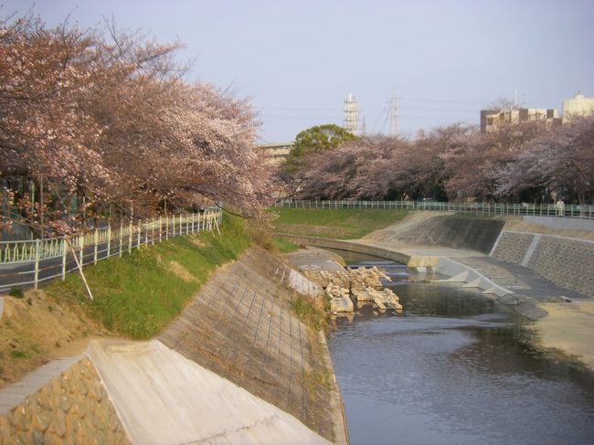 ４月なのに、今年は寒かったのでまだ３〜５分咲きです。<br />でも、１週間後では遅すぎかも・・・<br /><br />ということで人も少ない状態<br /><br />今回は夕刻なので写真の色合いが悪いのでごかんべんを