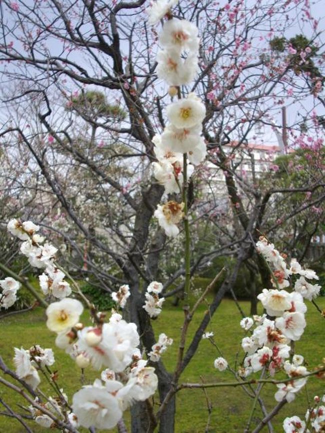 気がづいたら４月。<br />ふと思えば、まだ車のタイヤは冬タイヤのまま（＾＾；<br />気持ちは冬のままだったんだなぁ・・・<br />東京にいる友達が「桜を見に行ってくる」って言ってたなぁ。<br />新潟の桜はまだ少し先。って事は、梅が咲いてるのかな？と思いネット検索。<br />新潟市の白山公園で梅が咲き始めた。と見つけ、久し振りにおでかけしてきました。<br />長かった冬もそろそろ終わり。