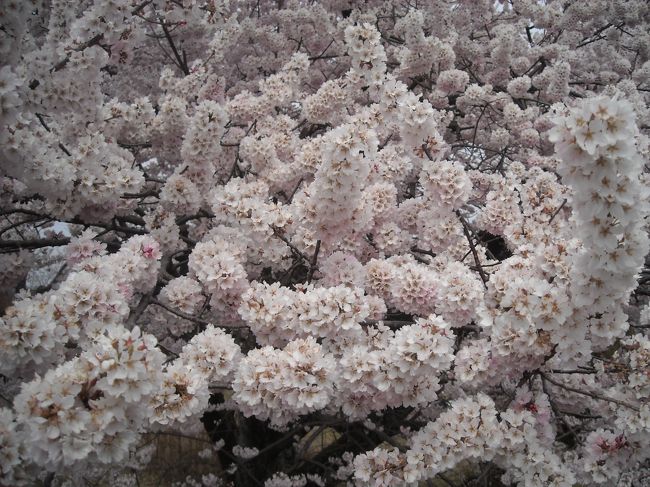 肌寒い日が続き、去年より大分遅れた桜の開花宣言。それでも、３月の最終週は割と暖かい日が続き、週末にはぼちぼちと見頃を迎えた桜達。<br />今年もさや犬の大好きな季節がやってきたー。とってーも短い、この季節、楽しまなきゃ！<br />今年のお花見は、愛知県は一宮市、木曽川堤の桜からスタートです♪