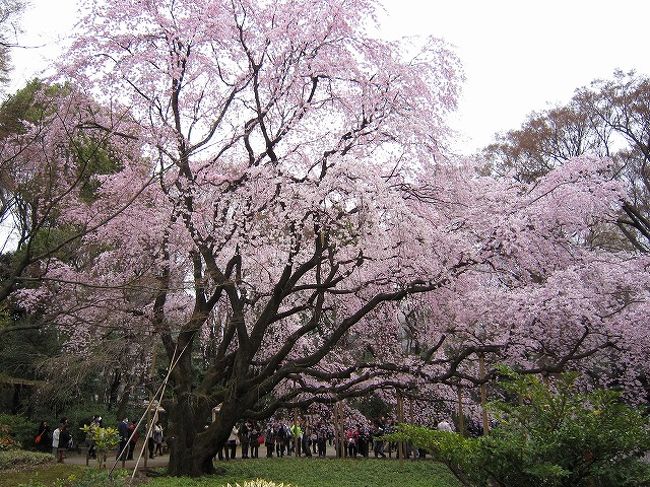 六義園の枝垂れ桜を見てきました<br />天気がぱっとしなくてとても寒かったですが<br />人は沢山来ていました<br /><br />六義園には5年ぶりぐらいかな<br />以前と変わらないみごとな枝垂れ桜で<br />少し元気をいただきました<br />