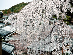 京都の桜