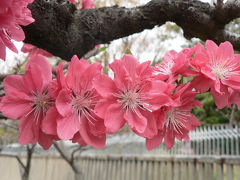 長居公園の桜が一気に咲き始めました・・・・・・・・ももの花も楽しめます