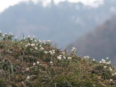 山野草に逢いたくて～伊吹野の春の妖精たち～2011