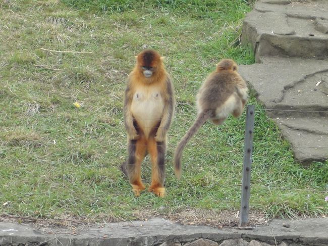 上海野生動物園