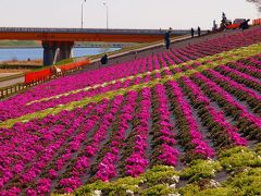 赤羽　荒川　芝桜　下