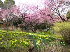 4月上旬の昭和記念公園2011