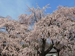 醍醐の枝垂桜を愛でつつ、暖かい春の訪れを願う