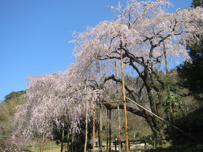 日本晴れの好天ですが、春風が強いんです<br />里山の枝垂桜が観れるとのことで、夫婦で出かけました。<br /><br />桜の花弁は小さいです　隣の椿の花弁は大きいです<br />沢山の人たちが鑑賞していました♪