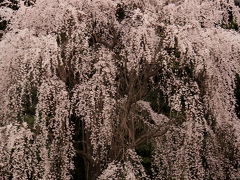 2011年春の京都～醍醐寺で立派な枝垂れ桜を見たにゃん。