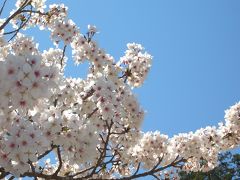 桜・春の花を求めて　ドライブ