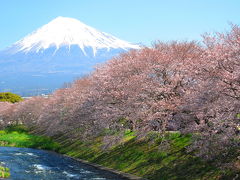 祈りの春に咲くサクラ