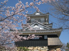 近くに行きたい♪　｢今年最初の桜を愛でに浜松城へ行きました｣