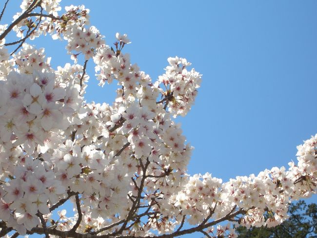 週末から　桜を求めて　・嬉野河畔〜武雄市　【円応寺（えんのうじ）1519年開山された曹洞宗のお寺で、武雄鍋島家の菩提寺です。】〜塩田町　吉浦神社（式部の里公園）〜武雄神社。　４日間かけて主人や友人らと近隣の桜もとめてドライブしました。<br />初日は、曇りでした。あとは、天気快晴　お花見最高でした。<br />桜前線は、日本中にきれいな桜を咲かせます。<br />東方地方にも　きれいな桜が〜〜　皆さんが元気で、笑顔にになってくれるのを祈っています。