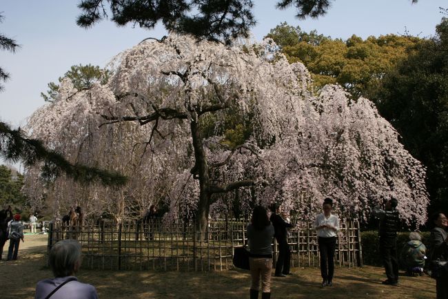 JR東海の「そうだ　京都、行こう。」のCMを見て<br />冬に見た東寺の不二桜が咲いた処を見たくて<br />京都へ行ってきました。京都御所も４月６日からの<br />一般公開の前に行って来ました。