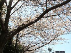 【大阪桜2011】 ～溢れる春～　「靱公園（うつぼこうえん）」 