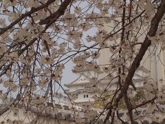 姫路城を間近に見よう！「天空の白鷺」と少しの桜　「ひめじぐるめらんど」で西播磨の食を楽しむ旅