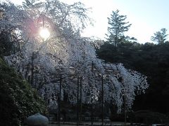 2011年春「曹源寺、満開の枝垂れ桜」岡山桜情報～6