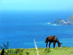 2010ハワイ島