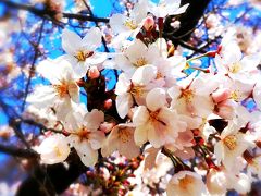 春・桜の公園