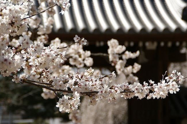 太閤さんがお花見をしたと言う「醍醐寺」<br />お昼からちょこっと行ってみました。