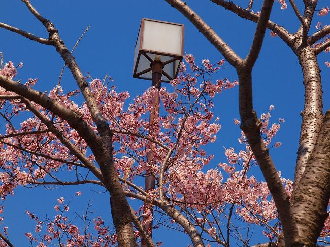 久しぶりの　足立区　都市農業公園<br /><br />桜には　幾分　早かったようですが<br /><br />様々な花たちと一緒に<br /><br />少ないながらも　見ることが出来ました。<br /><br />※　東太平洋大震災で犠牲になった方々のご冥福を祈り<br /><br />　桜の花を見ることの出来る私達の幸せを心にしみて感じます。<br /><br />足立区　都市農業公園ＨＰ<br />http://www.kankyo-kan.or.jp/park/park.htm<br />東京都足立区鹿浜２−４４−１<br /><br />首都高速　鹿浜ＩＣ<br />高速下に駐車場あり<br /><br /><br />義臣旅記<br />２００９　荒川　ダイヤモンド富士　<br />http://4travel.jp/traveler/jiiji/album/10304124/<br />２００８　春　都市農業公園<br />http://4travel.jp/traveler/jiiji/album/10223134/<br />http://4travel.jp/traveler/jiiji/album/10223316/<br />http://4travel.jp/traveler/jiiji/album/10223519/<br /><br />２０１１　春　都市農業公園　上<br />http://4travel.jp/traveler/jiiji/album/10556983/ <br />２０１１　春　都市農業公園　中<br />http://4travel.jp/traveler/jiiji/album/10557191/<br />２０１１　春　都市農業公園　下<br />http://4travel.jp/traveler/jiiji/album/10557371/ <br />